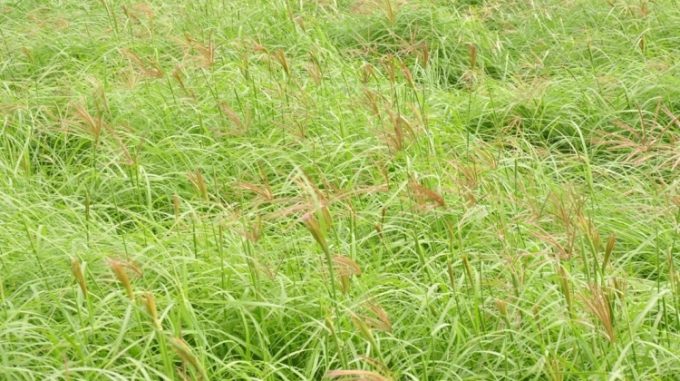 Rhode Grass